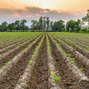 800 sq yards farm land in club drive ghitorni 